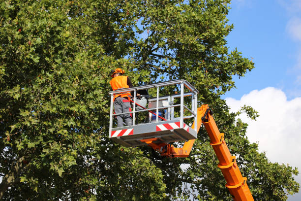 Best Local Tree Services  in Savannah, MO